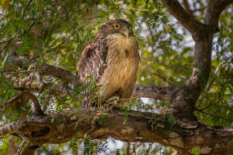 125 Yala NP, bruine visuil.jpg